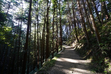 木々に囲まれた林道 柳生修行の道