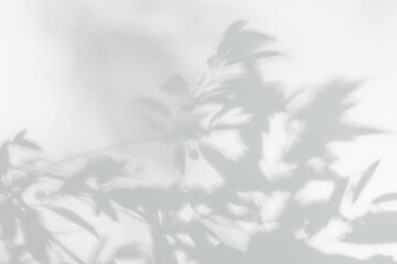 Leaf shadow and light grey background. Nature tropical leaves plant tree branch shade sunshine on wall. Sunlight on white wall texture for background wallpaper, shadows overlay effect foliage mockup