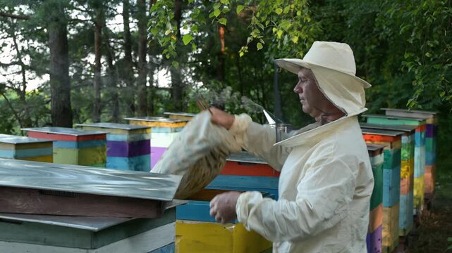Beekeeper checks honey frames using a smoker. A man in a protective suit opens a beehive and uses a smoker to calm the bees, checking a frame with honey and combs, apiary care, beekeeping tradition