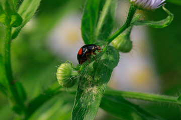 都内のてんとう虫