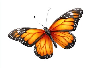 Naklejka premium A vibrant illustration of a monarch butterfly showcasing its striking orange and black wings against a white background.