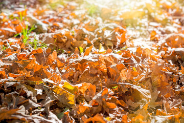 Autumn leaves covered the ground, dry leaves lit by sunlight, autumn leaves background