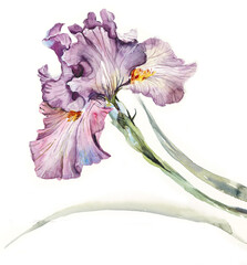  Pattern from pink iris. Wedding drawings. Watercolor painting. Greeting cards. Iris background, watercolor composition. Flower backdrop.  © budogosh