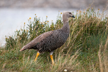 Upland Goose, Chloephaga picta, Tierra del Fuego National Park, Patagonia, Argentina.