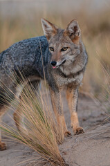 South American gray fox, Lycalopex griseus, Peninsula Valdes, Chubut Province, Patagonia, Argentina.