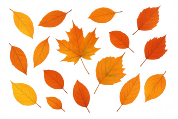 Autumn leaves falling, collection of colorful maple and tree foliage for seasonal designs, transparent background