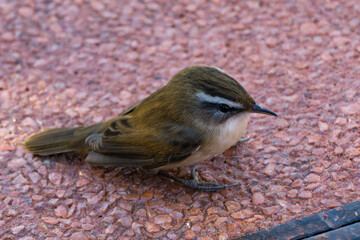 Small bird Moustached Warbler (Acrocephalus melanopogon) with olive-brown upperparts and pale underside stands on rough, reddish gravel surface, slightly tilting its head downward