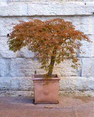 Small tree is in a red pot on a stone wall