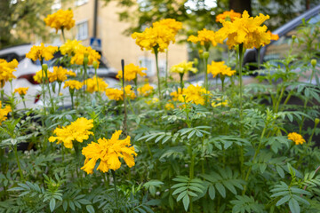 Yellow marigold flowers with green foliage growing near parked cars in residential area.