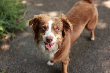 Brown and white dog is smiling and looking at the camera