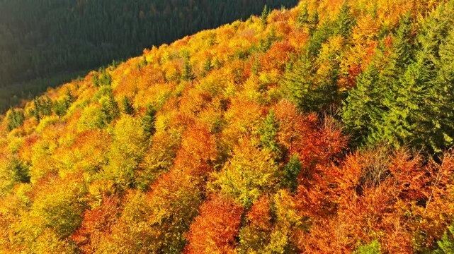 Autumn mountains forest travel nature view beautiful drone