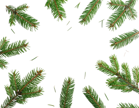 Overhead shot of evergreen branches framing negative space on black background, festive feel