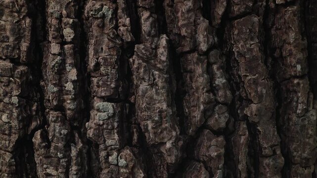 Bark of big tree trunk texture. Nature surface pattern. Close-up rough natural detail