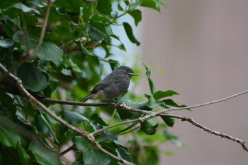 baby of black redstart