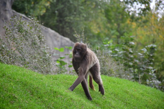 gelada, Theropithecus gelada