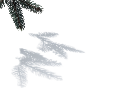 Evergreen branch with soft snowy flakes, against a dark, undefined background