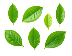 Seven green leaves, isolated on a black background, showcasing vibrant shades and textures