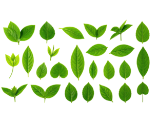 Collection of vibrant green leaves in various shapes and arrangements against a black backdrop