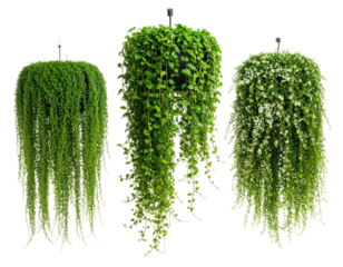 Three hanging planters, lush green cascading foliage contrasting with a dark background