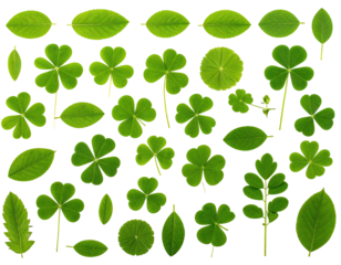 Various vibrant green leaves and clovers artfully arranged on a stark black background