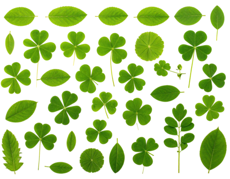 Various vibrant green leaves and clovers artfully arranged on a stark black background