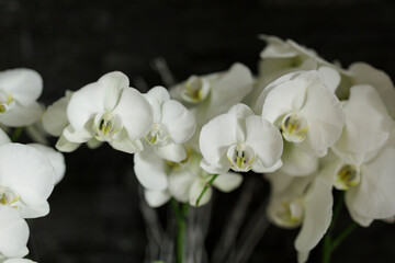 Fototapeta premium Close-up view of beautiful white orchid flowers in full bloom against a dark background, conveying beauty and elegance. Perfect for design and f