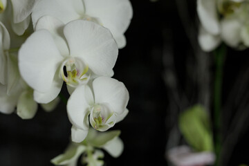 Obraz premium Stunning close-up of pristine white orchids, showcasing delicate petals against a dark background. Captures the essence of beauty and tranquilit