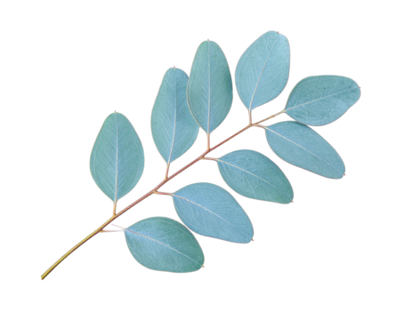 A sprig of eucalyptus, featuring oval-shaped blue-green leaves on dark background