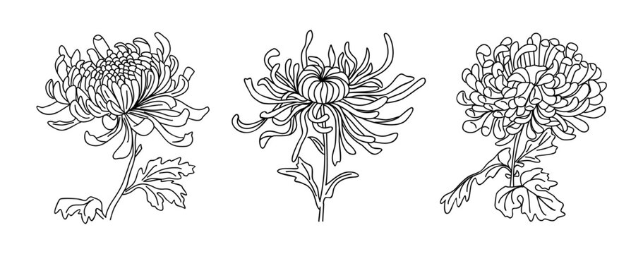 Black and white line art of three chrysanthemum flowers with detailed petals and leaves, elegant botanical illustration on transparent background, November birth month flower design