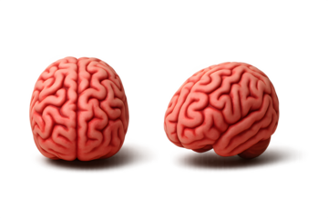 Realistic human brain model in red pink color isolated on transparent background for medical or Halloween concept.
