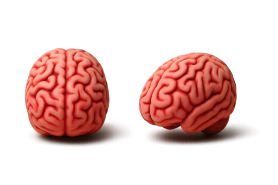 Realistic human brain model in red pink color isolated on transparent background for medical or Halloween concept.
