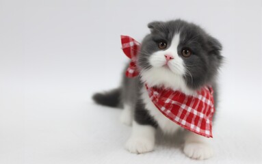 kitten on a white background