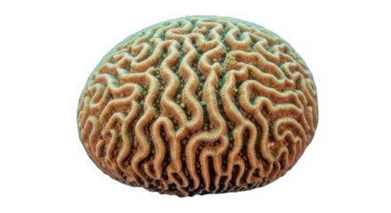 Intricate Brain Coral Pattern on Black Background