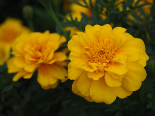 植物　オレンジ色の花