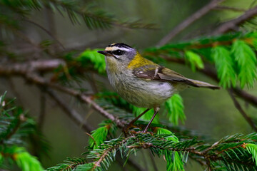 Sommergoldhähnchen // Common firecrest (Regulus ignicapillus)