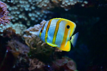 Obraz premium Copperband butterflyfish. Chelmon rostratus.