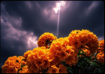 Vibrant golden orange tropical blossoms under a dramatic dark sky with sun rays breaking through clouds
