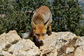 Fototapete bei efototapeten.de bestellen   