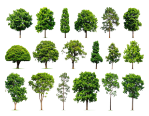 A collection of diverse tree cutouts with lush green foliage against a stark black background