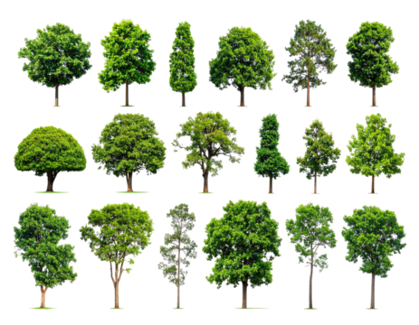 A collection of diverse tree cutouts with lush green foliage against a stark black background