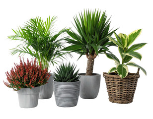 Obraz premium Assortment of potted houseplants on a transparent background, showcasing various foliage styles