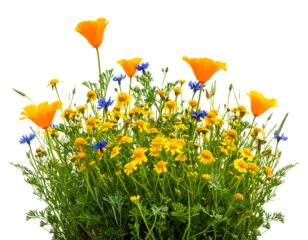 Isolated vibrant flowers, blending yellow, blue, and orange hues, with lush green foliage