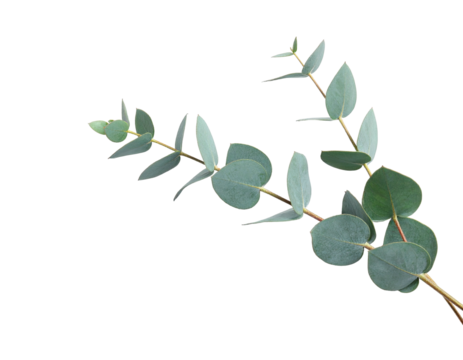 A delicate sprig of eucalyptus with rounded, bluish-green leaves isolated on black