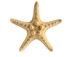 Detailed overhead shot of a beige starfish against a solid black background