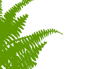 fern leaf isolated on white