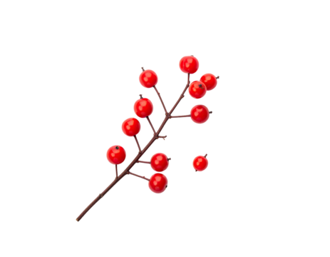 Branch of glossy red berries on a brown stem, isolated on a plain black background
