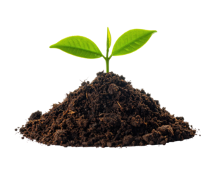 A young plant sprout emerging from a mound of dark, rich earth, isolated on black