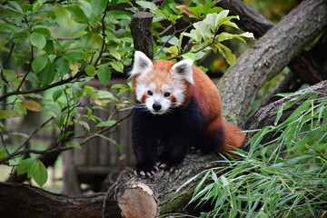 red panda on a tree