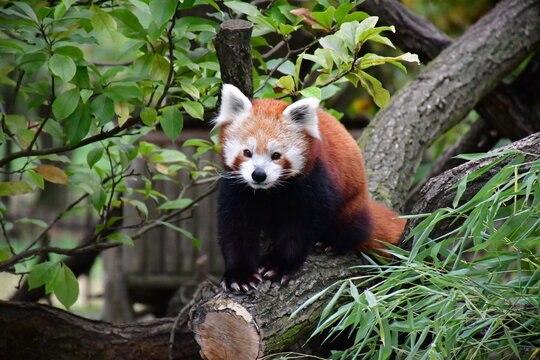 red panda on a tree