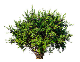 A dense, green, leafy bush with small dark berries, isolated on a black background